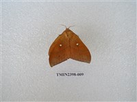 藏品(直帶黃枯葉蛾)的圖片